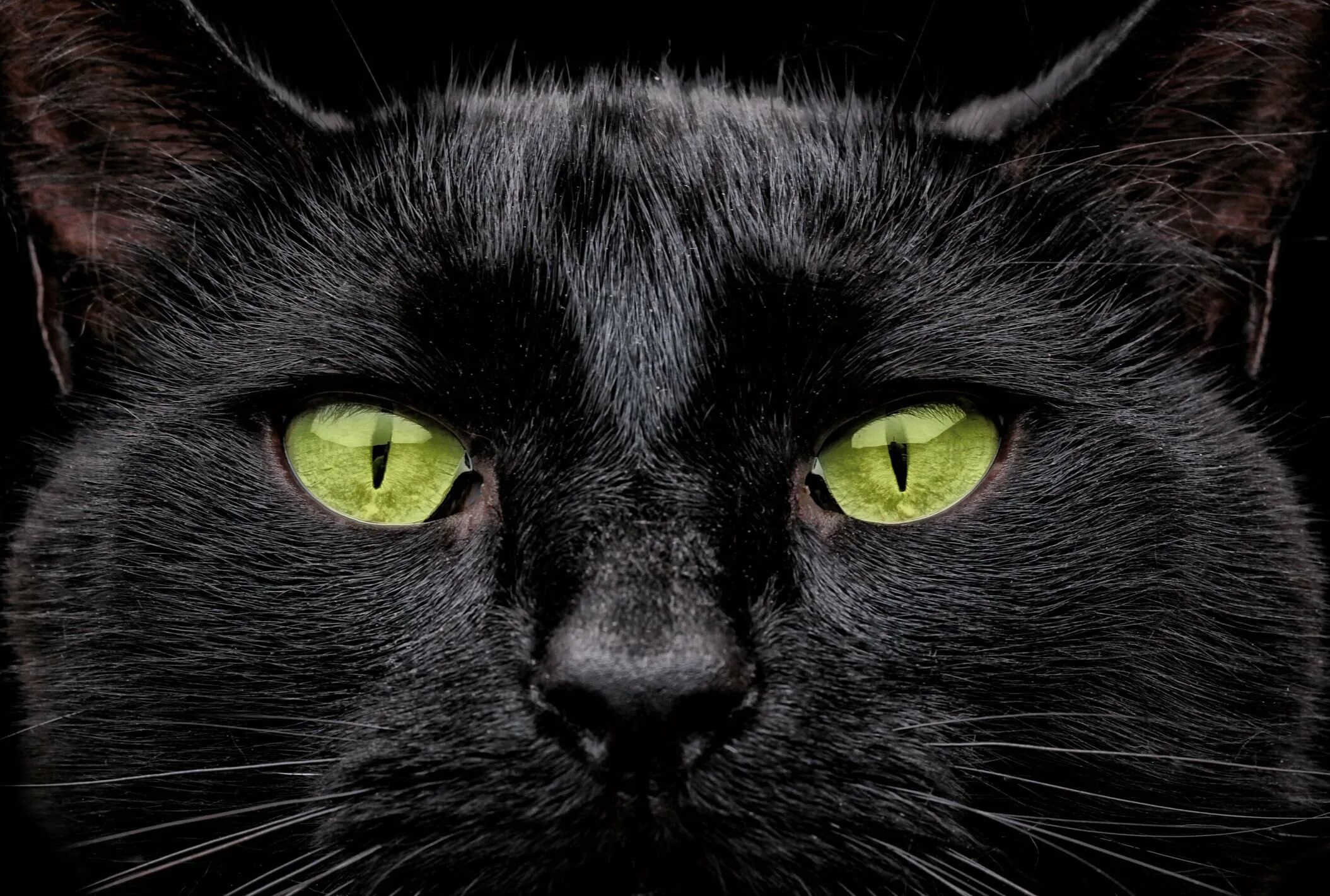 Чёрный кот с зелёными глазами. Черная кошка с зелеными глазами. Кошка с зелеными глазами. Чёрные коты с зелёными глазами. Black cat eye