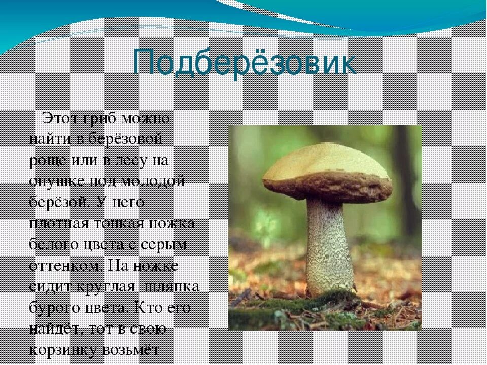 Сообщение о подберезовике. Описание гриба подберезовика 3 класс. Подберезовик интересные факты. Подберезовик краткое описание.