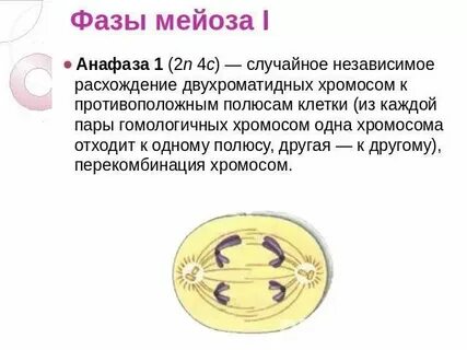 Двухроматидные хромосомы во время мейоза