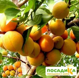 Какие абрикосы лучше