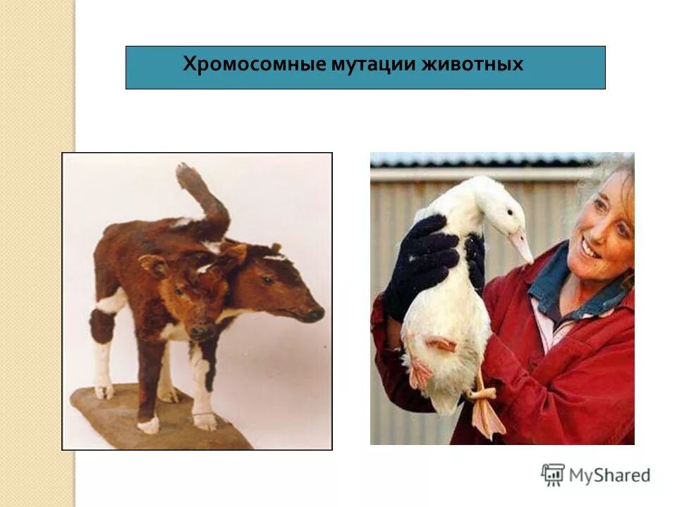 Хромосомная изменчивость примеры. Хромосомные мутации у животных. мутационная изменчивость у животных. генетические заболевания животных. мутационная изменчивость хромосомные мутации.