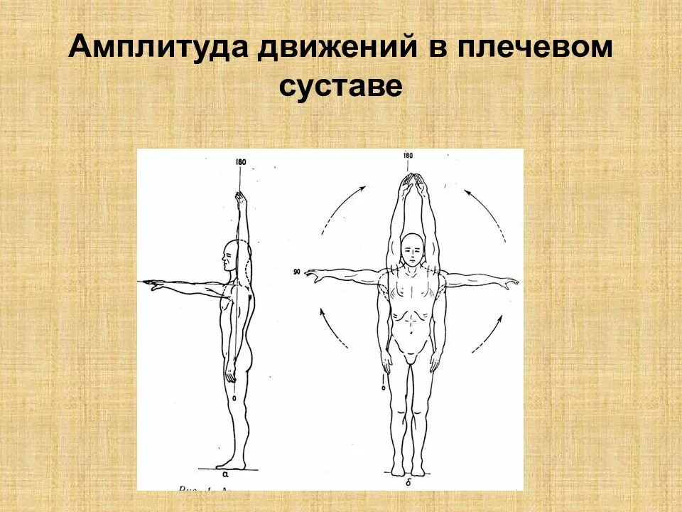 Амплитуда движения измеряется в. Движения в плечевом суставе. амплитуда движения это. измерение амплитуды движений в суставах. амплитуда в плечевом суставе.