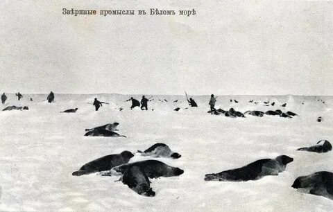 Морской зверобойный промысел народы