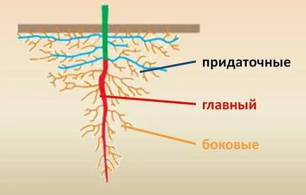 Происхождение корня растений. Корень растения по происхождению. Корень растения главный и придаточный. Придаточные корни отходящие от листьев.