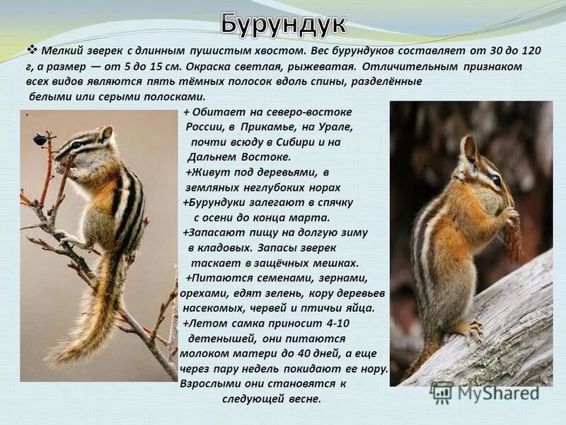Черты приспособленности к среде обитания снежного. Среда, приспособления бурундук. Бурундук из красной книги. Приспособленности бурундука к среде. Азиатский бурундук описание
