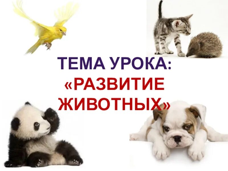 Модель развития животных 3 класс. Модель развития животных. Размножение и развитие животных 3 класс окружающий мир. Рост и развитие животных 6 класс биология. Размножение и развитие животных схема.