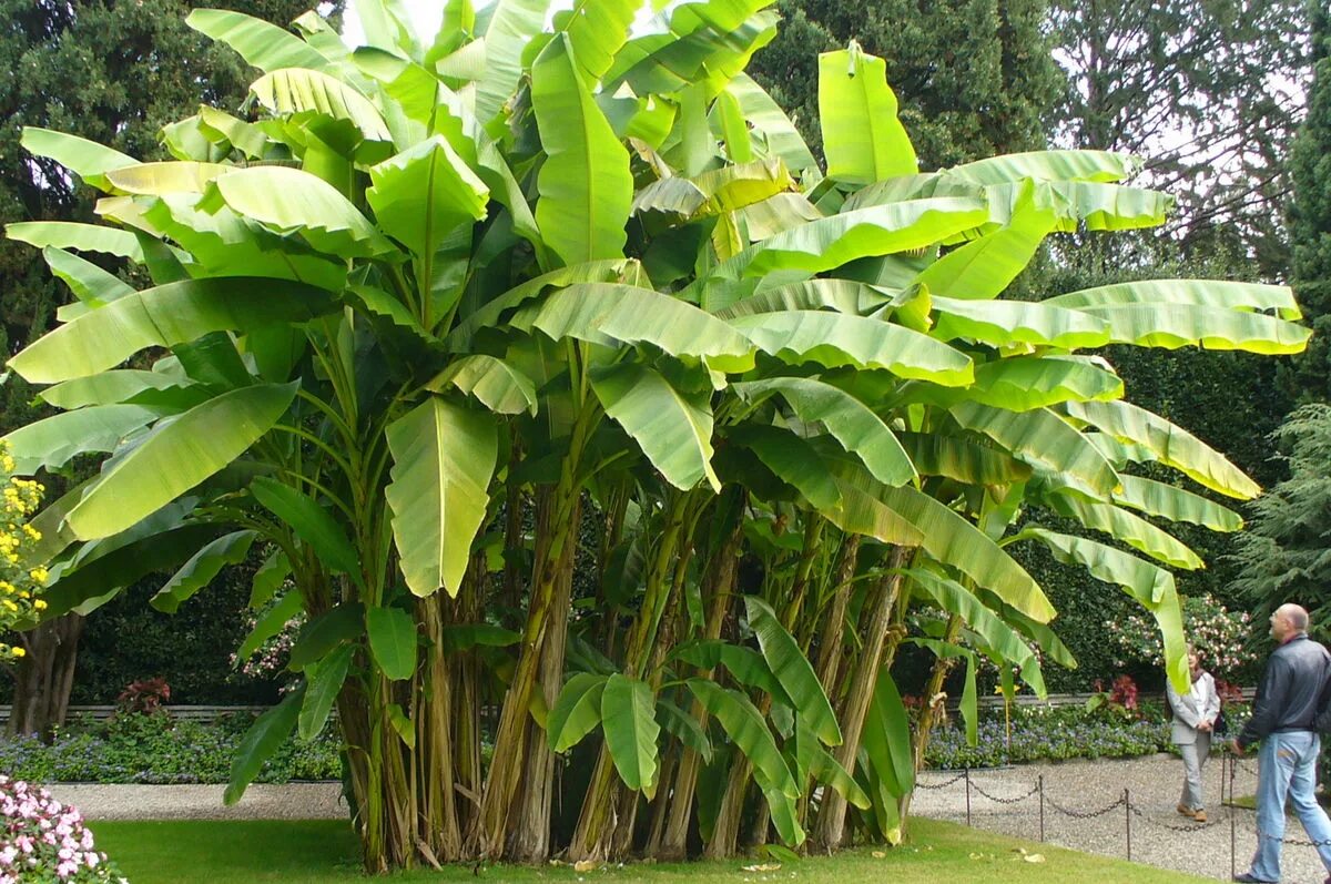 Pin by Scorpio Roy on Random How to grow bananas, Banana tree, Botanical