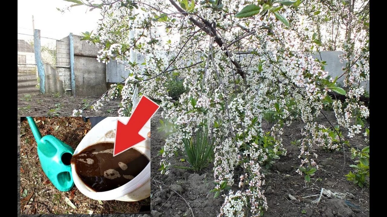 Во время цветения плодовых деревьев можно поливать. Черешня вишня после цветения весной. Яблоня груша войлочная вишня. Подкормка вишни. Вишня отцвела.