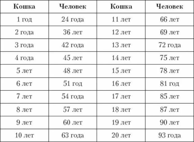 Кошке 6 лет сколько по человеческим меркам. Сколько лет кошке по человеческим меркам 5 лет. 1 Год кошке по человеческим меркам сколько лет. Сколько лет кошке по человеческим меркам таблица 1 год. Определить возраст часов