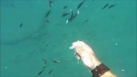 В море кусаются рыбы