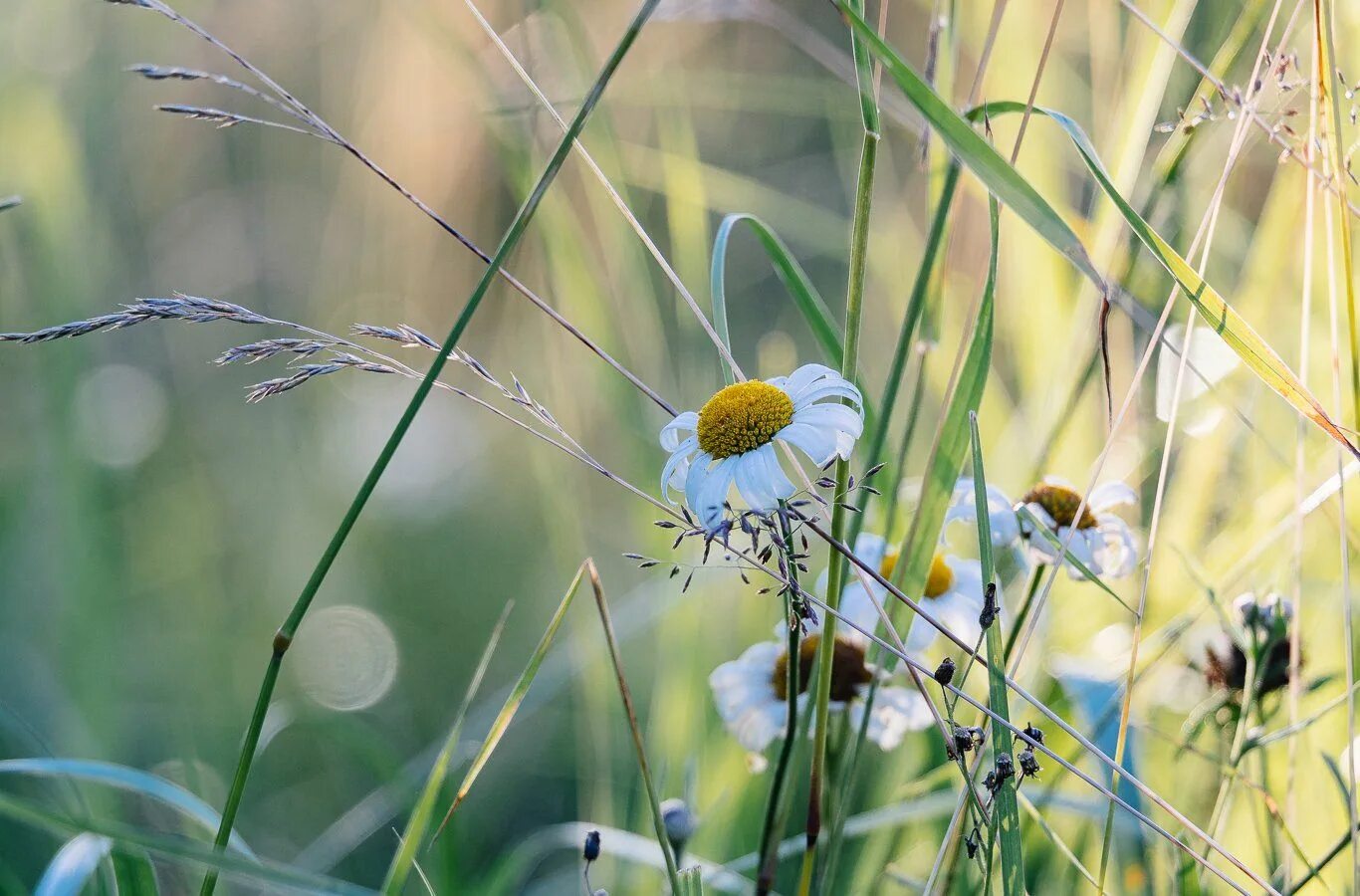 Прошлое лето это какое лето. Лето. лето фото. лето картинки. последние выходные лета.