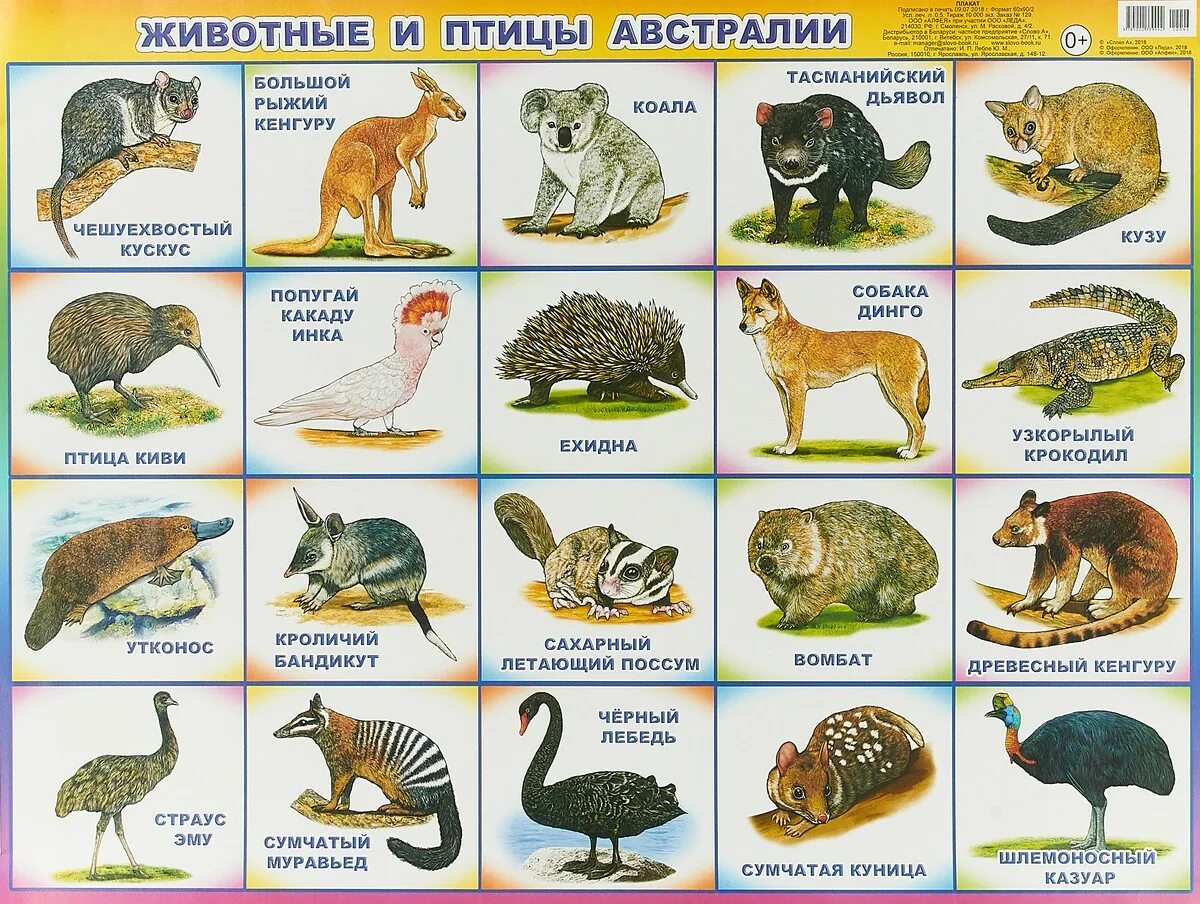 5 животных австралии. Животные австралии список. Обитатели австралии. 5 животных австралии. Восточный серый кенгуру.