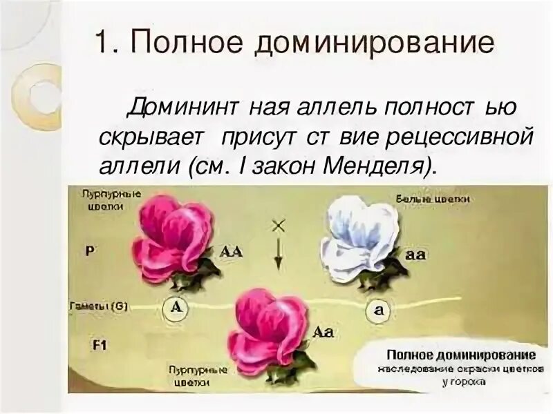 Взаимодействие аллельных генов полное доминирование. Полное и неполное доминирование. Кодоминирование полное и неполное доминирование. Примеры полного доминированик. Полное неполное кодоминирование