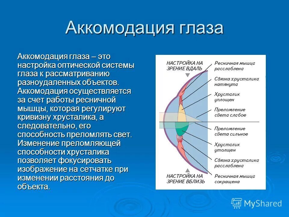 Аккомодация за счет. Спазм аккомодации хрусталика. Аккомодационная система глаза. Мышцы участвующие в аккомодации глаза. Функция аккомодации глаза.