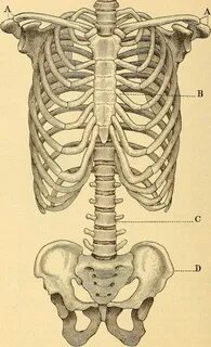 Түтік порно