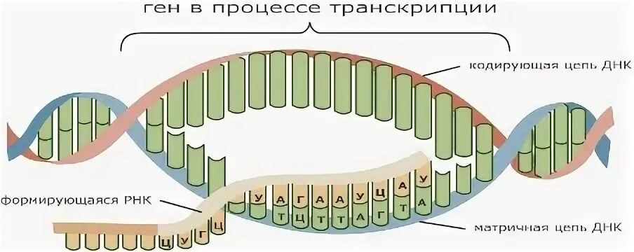 Смысловая цепь днк это. Схема процесса транскрипции. Процесс транскрипции в биологии. Процесс транскрипции рисунок. Транскрипция ДНК схема процесса.