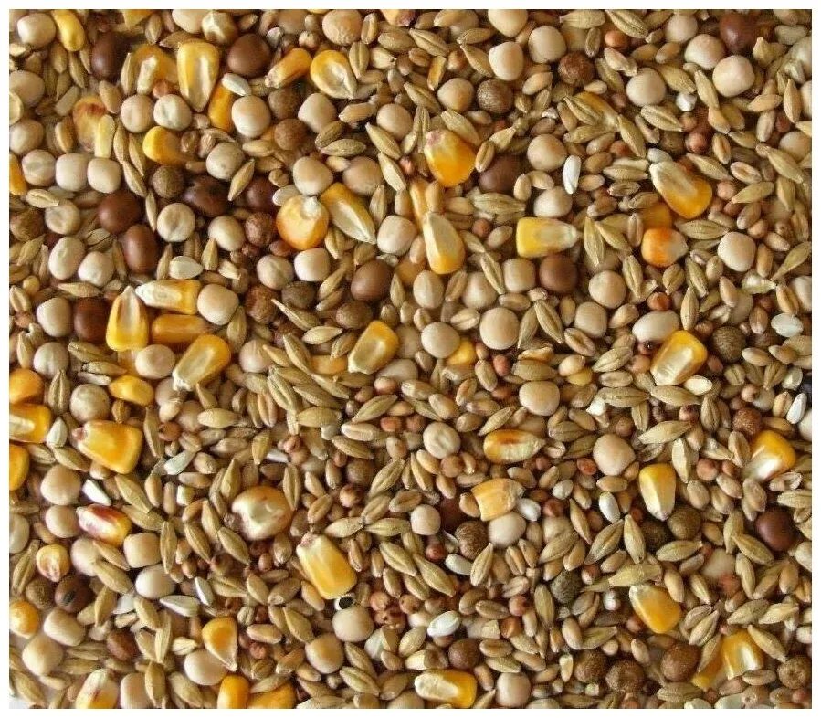 Соя российская, 350г ( житница здоровья). Зерносмесь florya. Соя зерно. Семена сои. Зерносмесь пшеница кукуруза семечка.