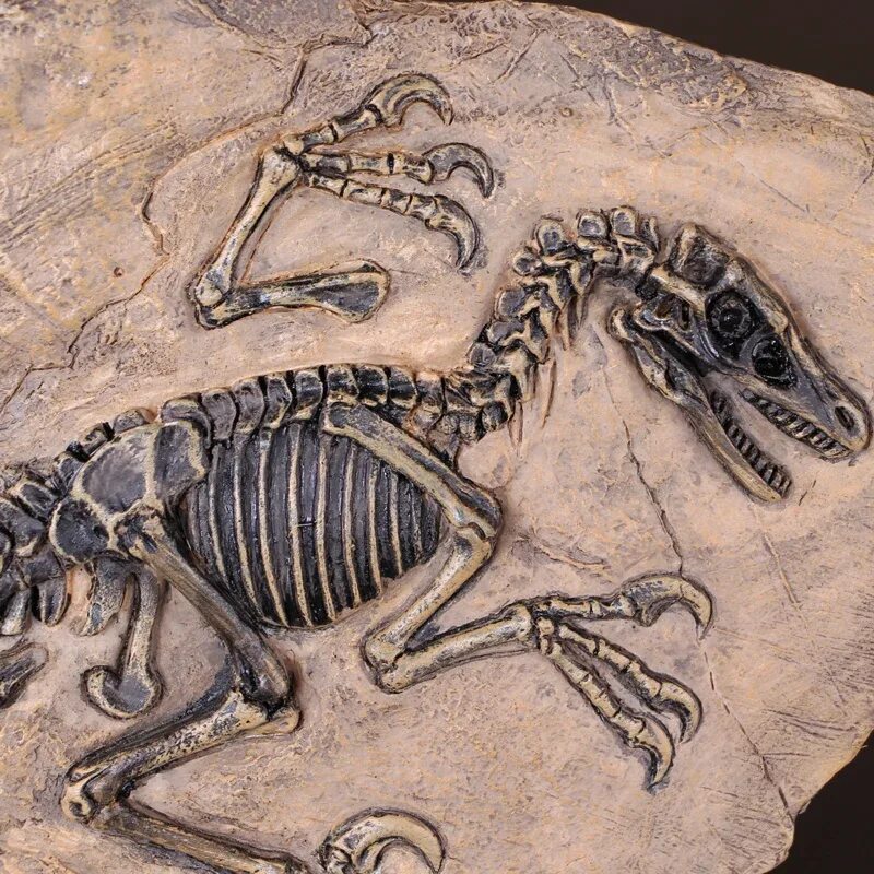 Скелет Велоцираптора раскопки. Ископаемые останки динозавров. Окаменелости среднеюрского периода. Fossil окаменелости.