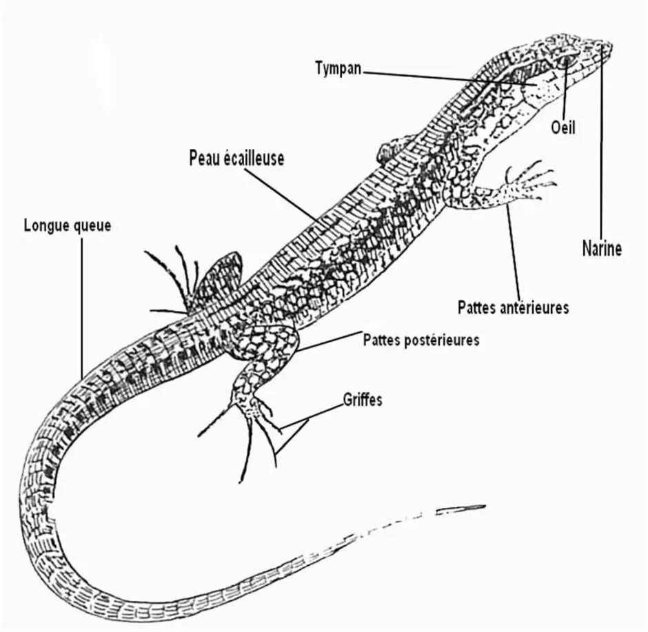 Строение прыткой ящерицы. Внешнее строение прыткой ящерицы. Дыхательная система прыткой ящерицы. Ящерица рисунок.