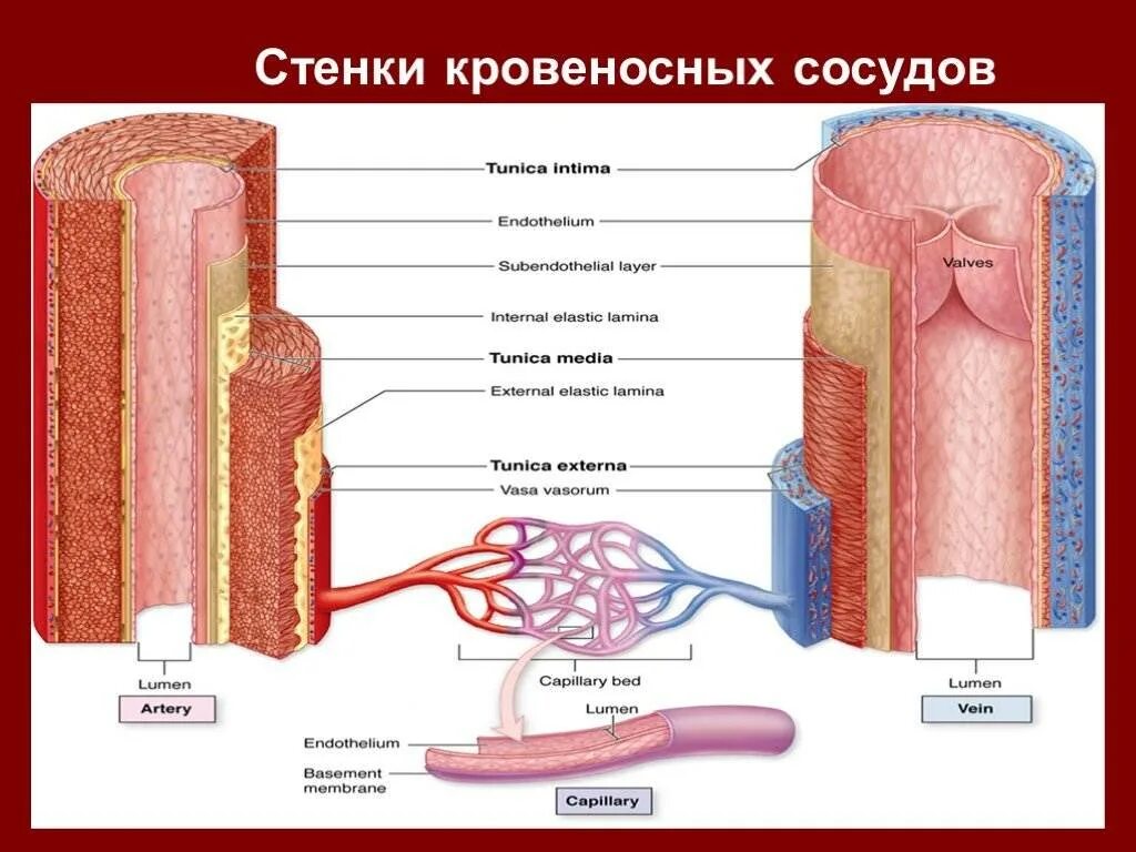 Сосуд через стенки. Стенки сосудов. стенки кровеносных сосудов. стенки капилляров кровеносных сосудов. движение стенок кровеносных сосудов это.