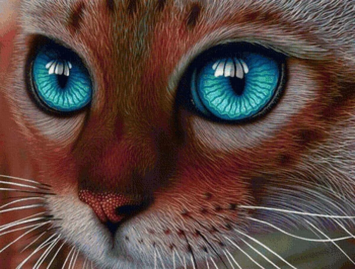 Глазки кошечки. Рыжая кошка с голубыми глазами. Красивая морда кошки. Животные с красивыми глазами. Голубоглазая кошка.