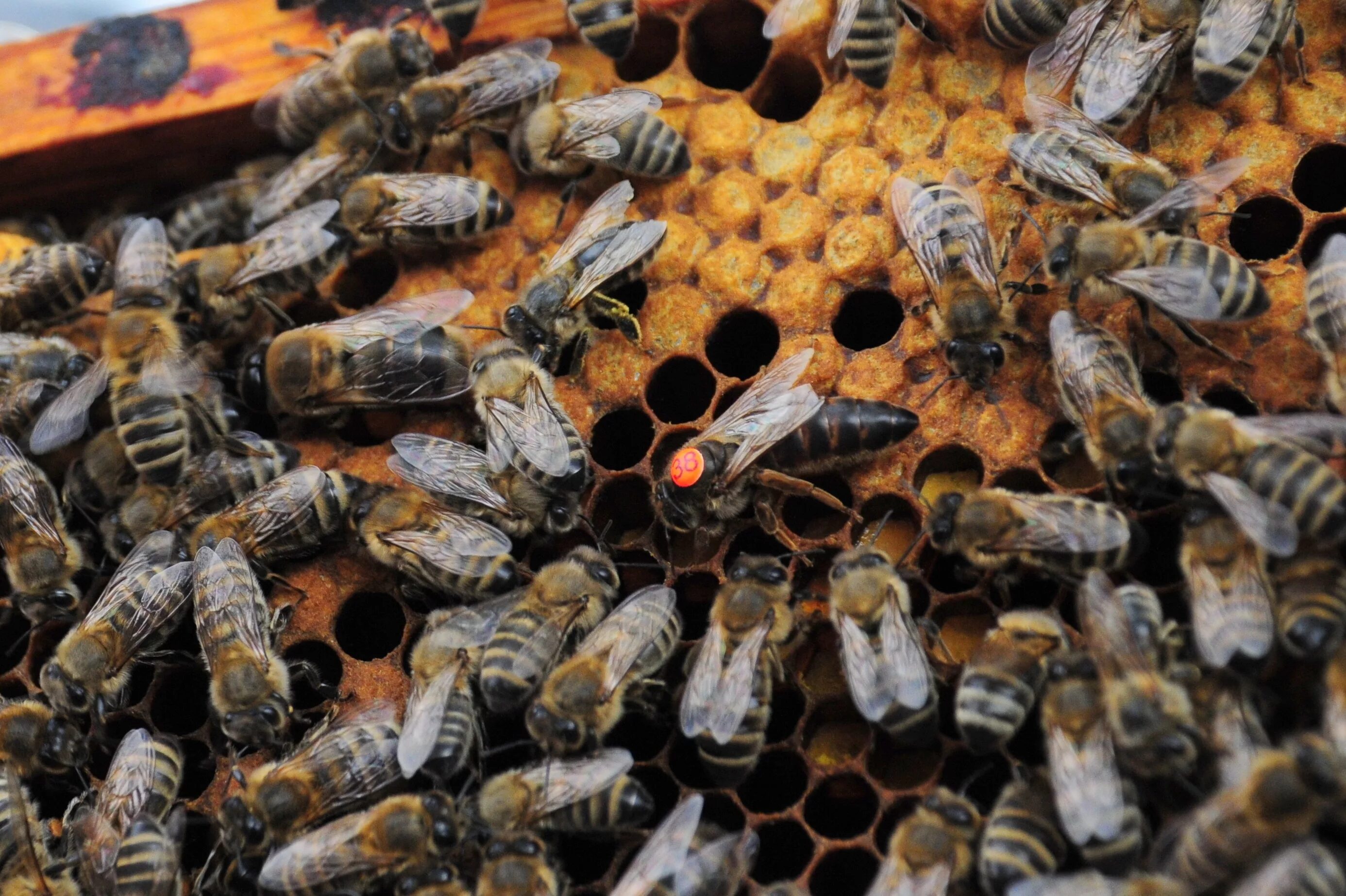 Купить семью пчел. Пчелиная матка. Пчелиная матка в улье. Королева пчел пчеломатка. Пчелы в улье матка.