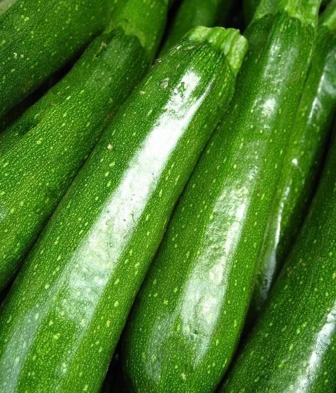 цукини и кабачки. цукини. цукини vs кабачок. кабачок-цуккини цубода. зеленый кабачок.