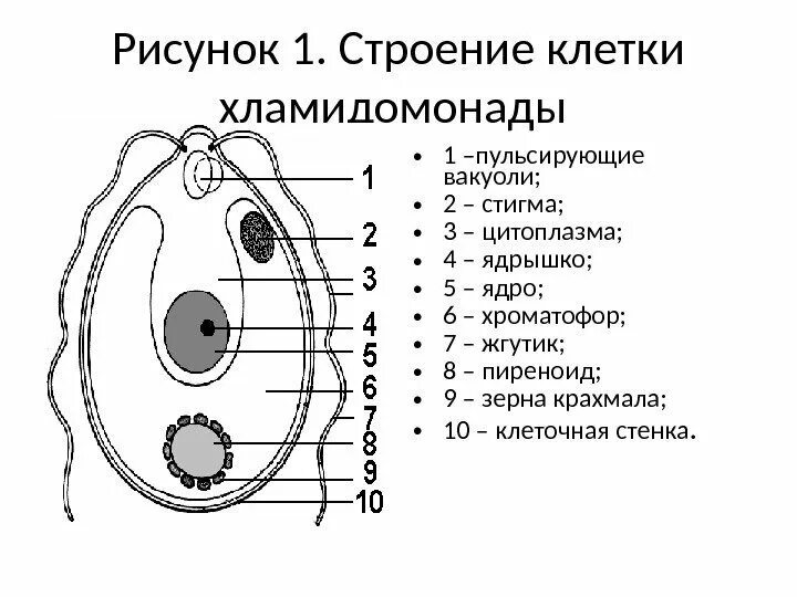 Строение одноклеточной зеленой водоросли хламидомонады рисунок. Схема клетки водоросли. Строение одноклеточных зеленых водорослей. Строение водоросли хламидомонады.