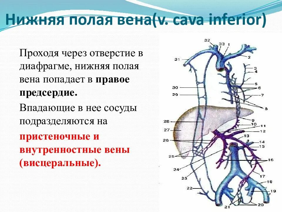 Нижняя полая Вена полая Вена. Нижняя полая Вена с висцеральными ветвями. Нижняя полая Вена притоки. Висцеральные ветви полой вены.