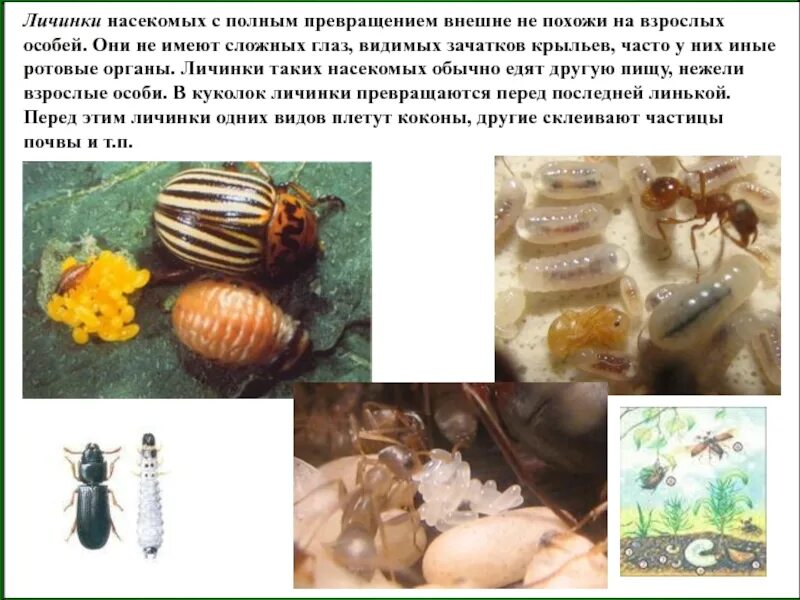 Личинки похожие на взрослых особей называют. Лиссинка похожа на взрослое насекомое. личинки и взрослые особи насекомых. личинка похожа на взрослую особь. личинка похожа на взрослое насекомое.