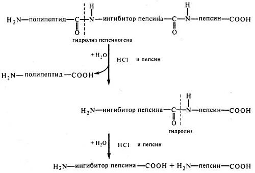 Гидролизу подвергаются полипептиды. Схема активации пепсина. Схема активации пепсина биохимия. Схема превращения пепсиногена в пепсин. Механизм превращения пепсиногена в пепсин.