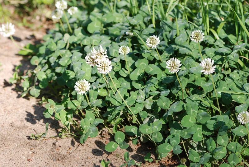 Trifolieae - Wikipedia
