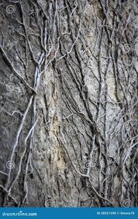 Building roots
