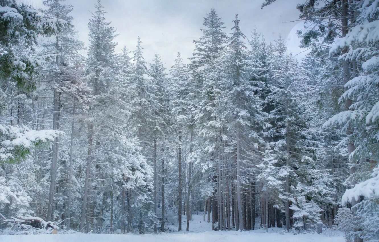 Снежок лесной