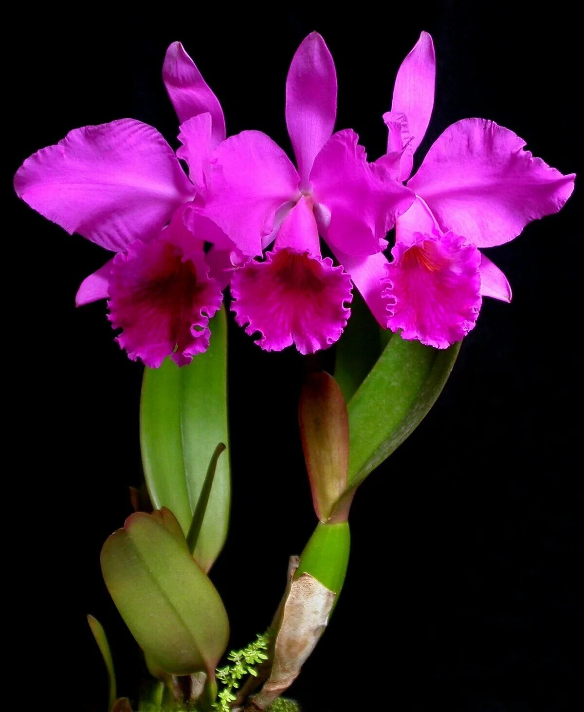 Орхидея Каттлея. Орхидея Cattleya. Каттлея лабиата. Каттлея лабиата Рубра.