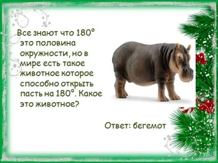 Животные вопросы о них