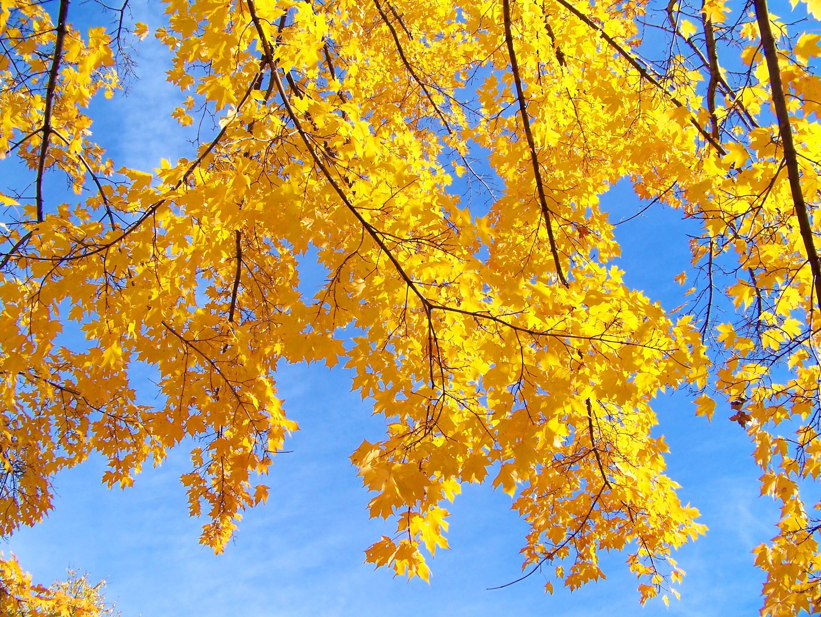 Листья желтые по краям. Осеннее небо. Осень небо. Желтая листва. Осенние листья.