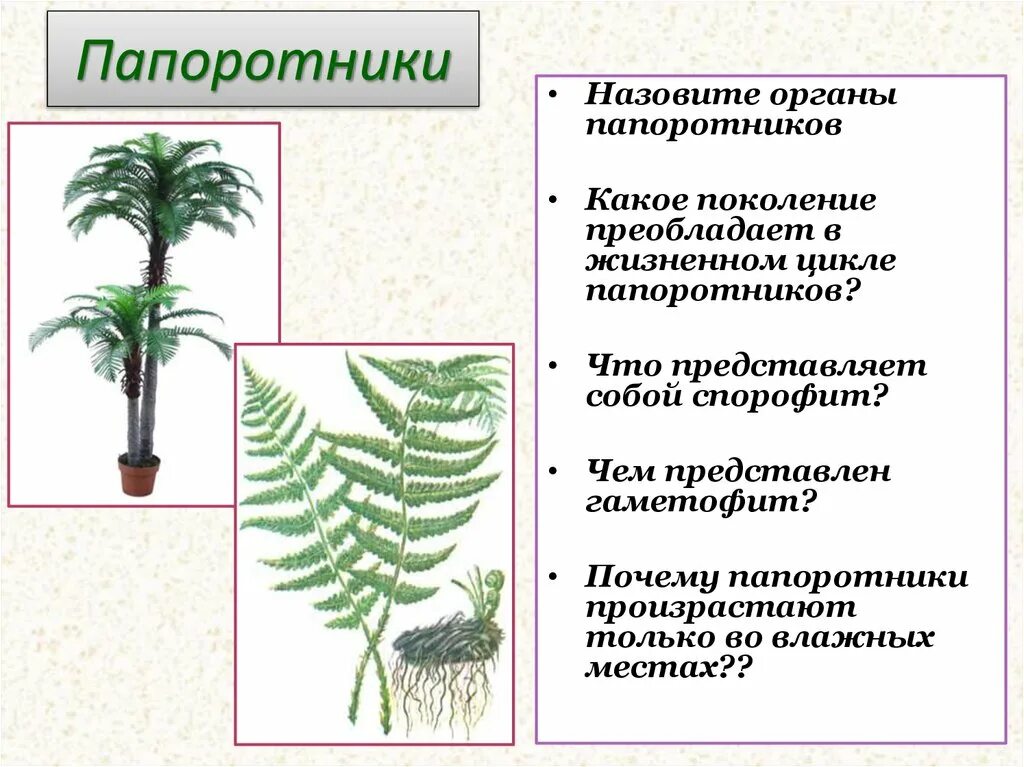 Спорофиты папоротникообразных. Таксон папоротниковые и Папоротниковидные. Спорофит папоротника. Преобладающее поколение Папоротникообразные. Преобладающее поколение у папоротников.