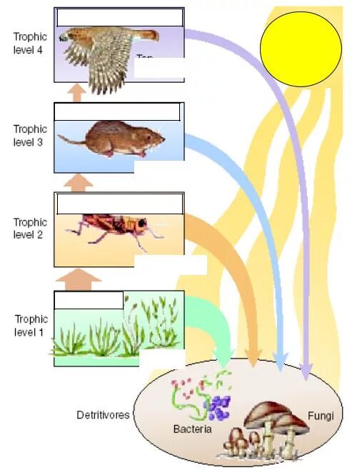 Продуценты консументы схема. Продуценты консументы и редуценты это. Редуценты схема. Консументы редуценты схема. Бактерии и грибы составляют в экосистеме группу