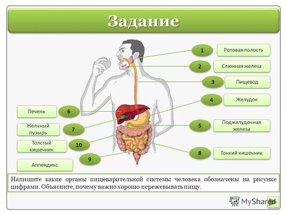 Желудок тест 8 класс