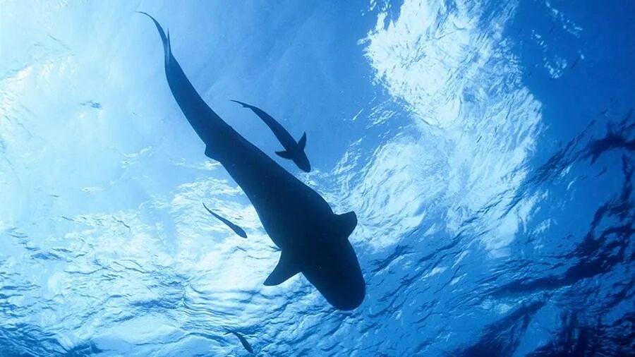 Тупорылая акула. Багамы акулы. Акула нападения 2017