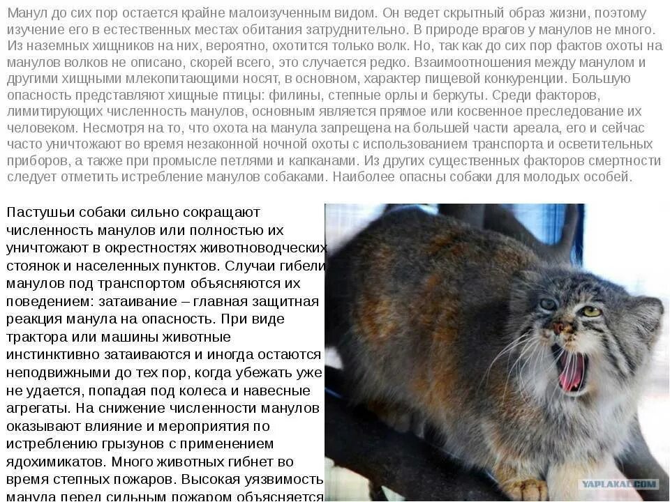 Манул реферат. Дикий лесной кот манул. кот манул описание. манул фото и краткое описание. кот манул питание.
