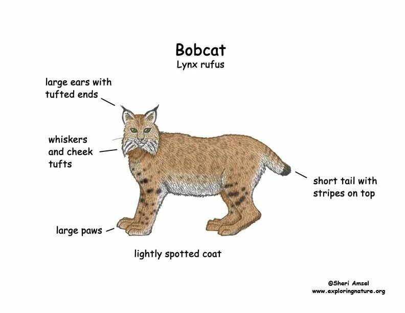 Bobcat перевод