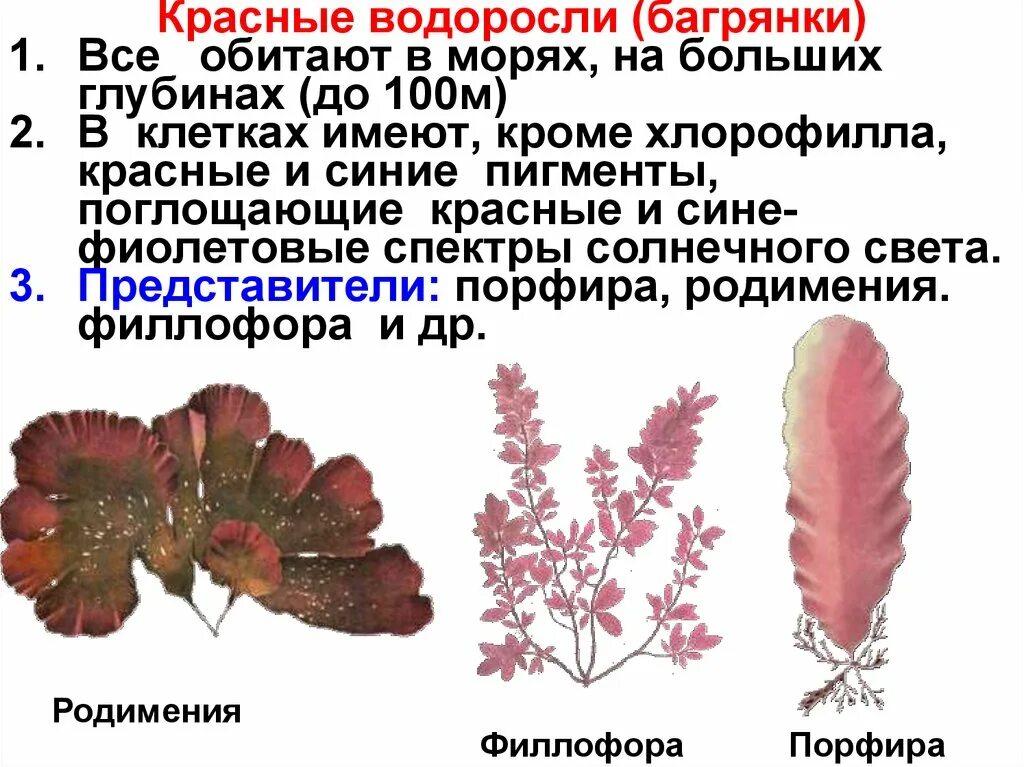 Красные водоросли биология 7. Багрянки красные пигменты. Багрянки водоросли представители. Красные водоросли багрянки представители. Подцарство красных водорослей багрянки.