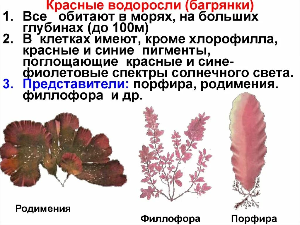 Красные водоросли 7 класс. Багрянки красные пигменты. Багрянки водоросли представители. Красные водоросли багрянки представители. Подцарство красных водорослей багрянки.