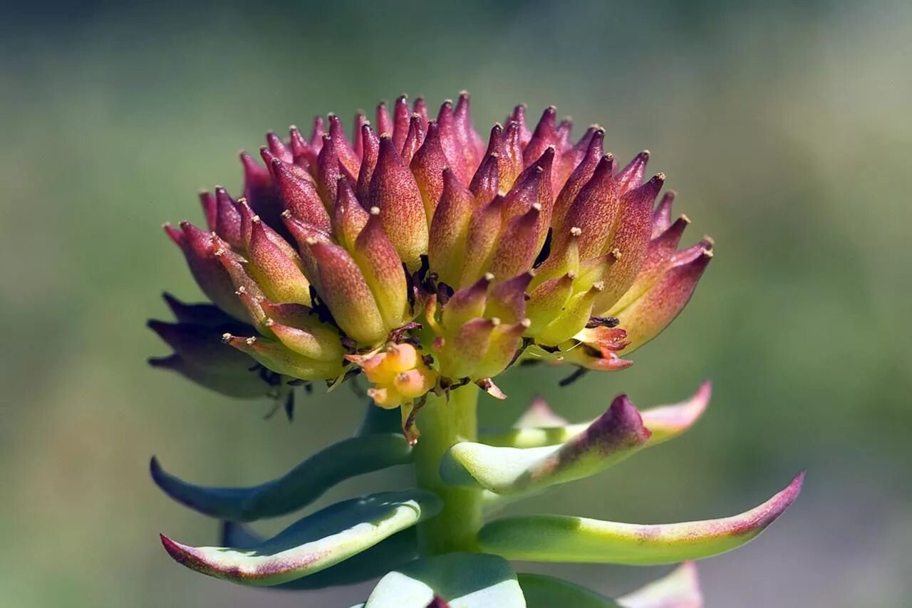 Rhodiola rosea. Родиола растение. Родиола розовая. Родиола розовая растение. Растение радиола розовая.