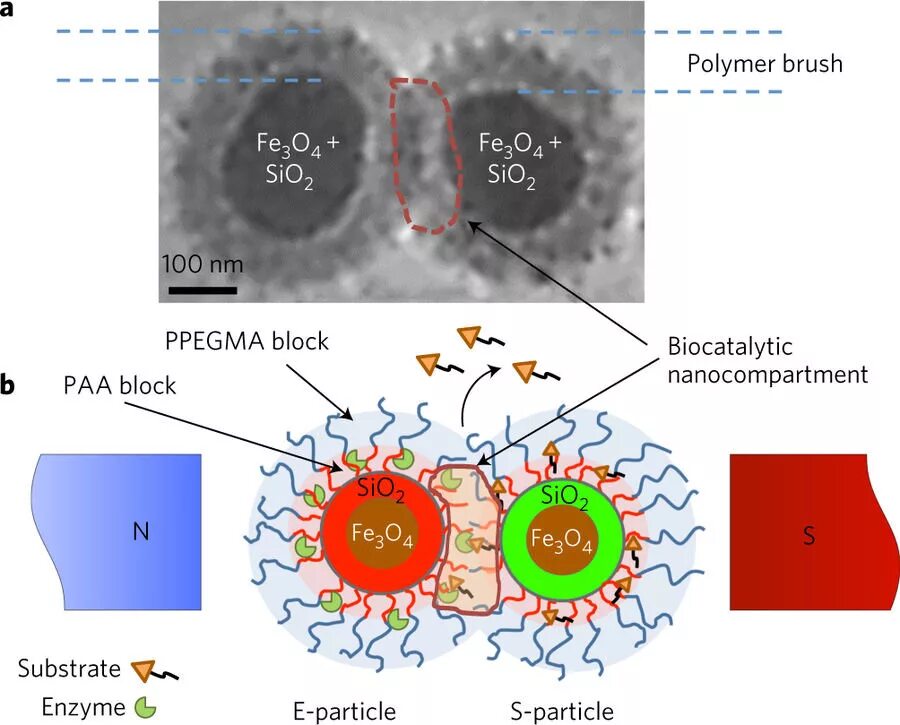 Магнитные наночастицы. Магнитные наночастицы рисунок. Взаимодействие наночастиц. Полиэлектролитные наночастицы. Пав энзимы
