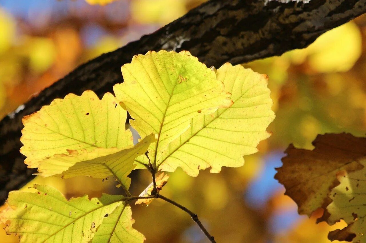 Лещина обыкновенная листья. Золотой лист орешника. Листья ольхи осенью. Желтеют листья. Золотой лист орешника.