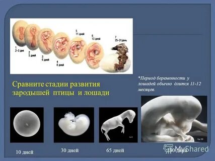 Куда девается эмбрион