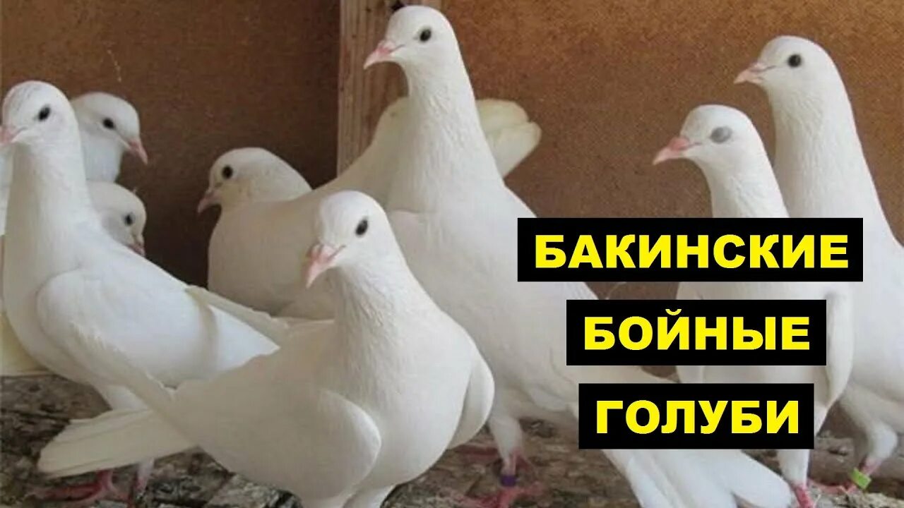 Голуби бакинцы широкохвостые. Бакинские бойные голуби бакинцы. Бакинские белые бойные голуби. Голуби белые бакинские. Бакинский бойный породы голубей.